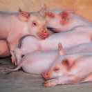 Pigs