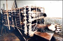Cruel Captivity