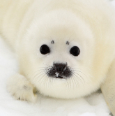 Seal