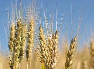 Wheat
