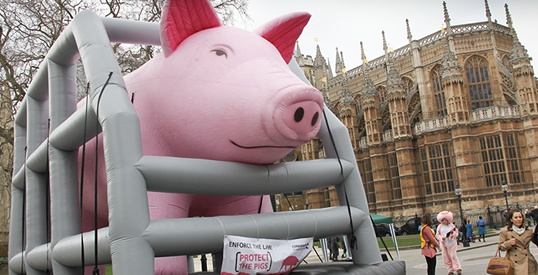hopeinlondonpig011c