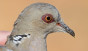 Turtle Dove used as a decoy and awaiting release back into the wild Malta