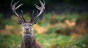 Stag
