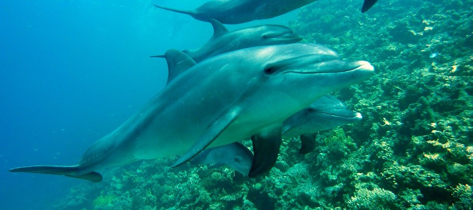 dolphins (2)